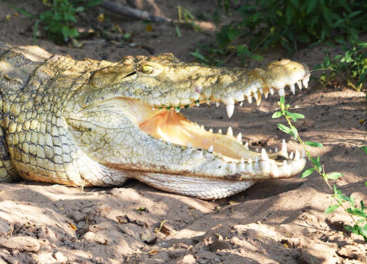 Crocodile Pools Resort Gaborone Dış mekan fotoğraf