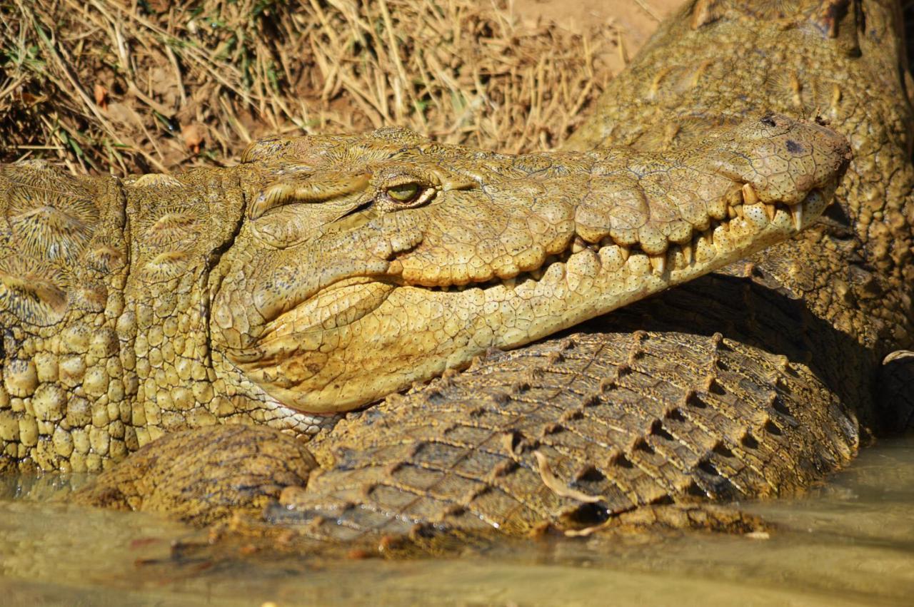 Crocodile Pools Resort Gaborone Dış mekan fotoğraf